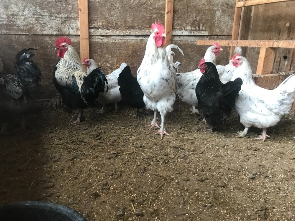10++ Black Silver, Blue Silver, Splash - BBS Marans Hatching Eggs