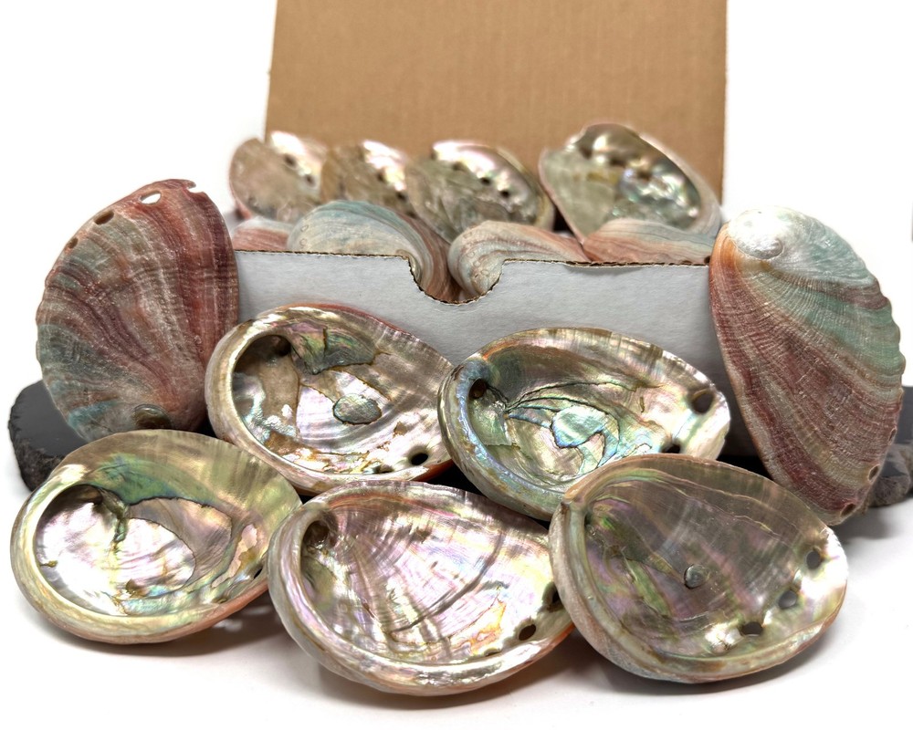 10 Pack Small Abalone Shell Gift Box: Natural Shells For Smudging, Crafting, etc