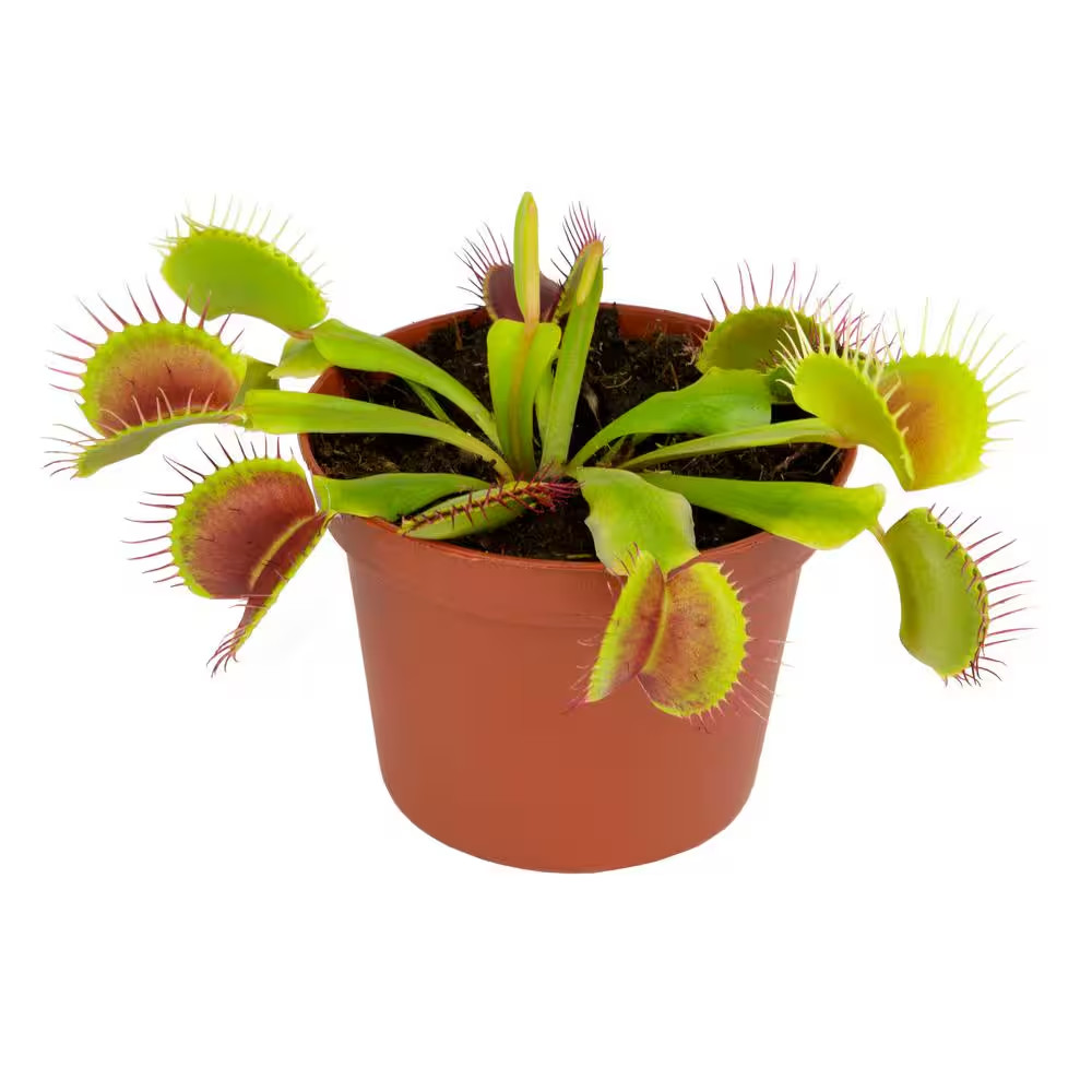 3 In. Venus Fly Trap