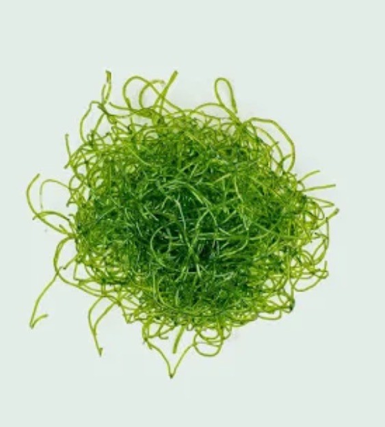 Brackish Chaetomorpha - Live Macroalgae for Aquarium Nutrient Export - (1oz jar)