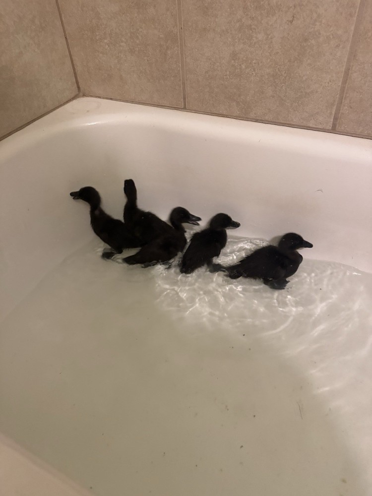 Fertile Cayuga Duck Hatching Eggs 12+ Pack