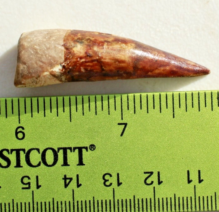 Authentic 1.75" Spinosaurus Tooth in Riker Mount