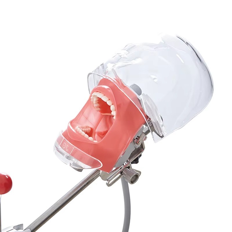 Dental Phantom Mannequin Head Simulator with Typodont Teeth Model for Training