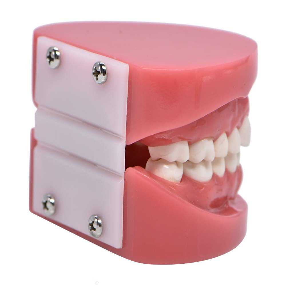 1 Piece Dental Typodont Standard Teeth Model for Teaching Practice Demonstration