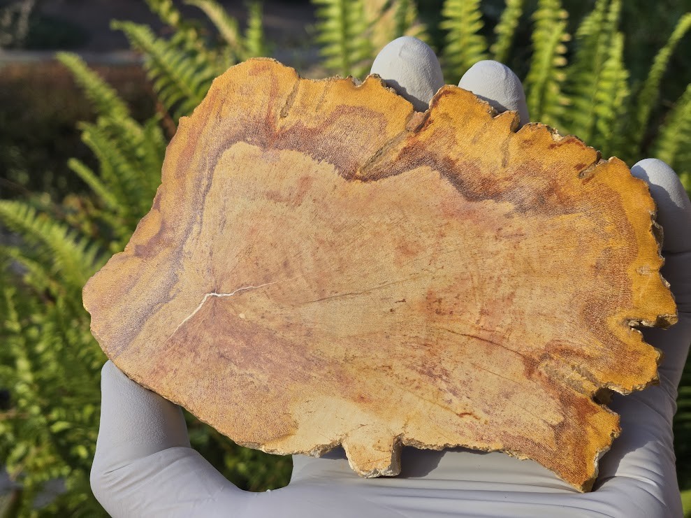 Petrified Wood Stone Decorative Crystal Slice (M02)