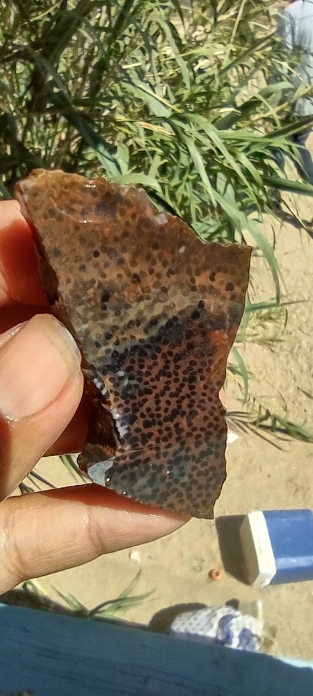 Lapidary Speckled Jasper Slab Agate Unknown Species Specimen
