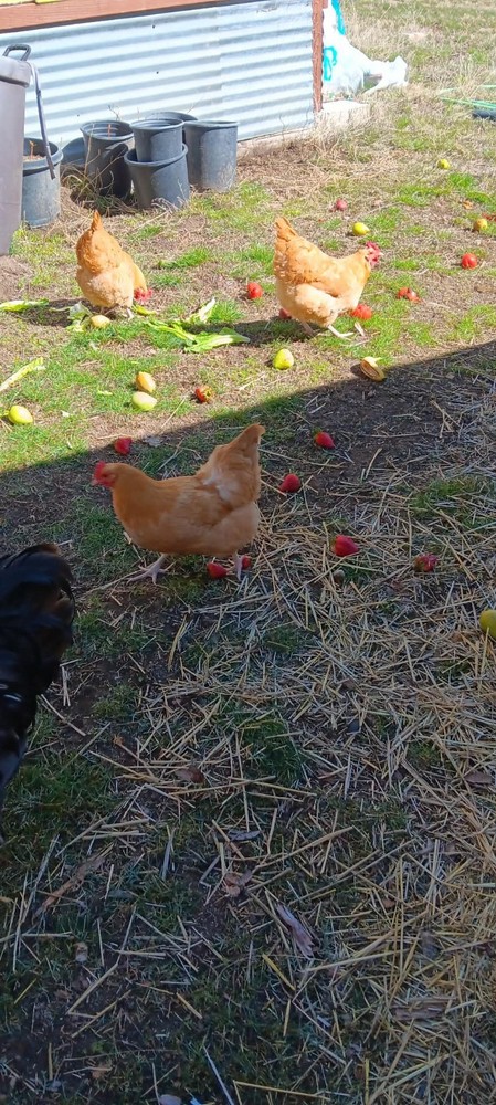14 Hatching Chicken Eggs Plus 2 Ducks Eggs