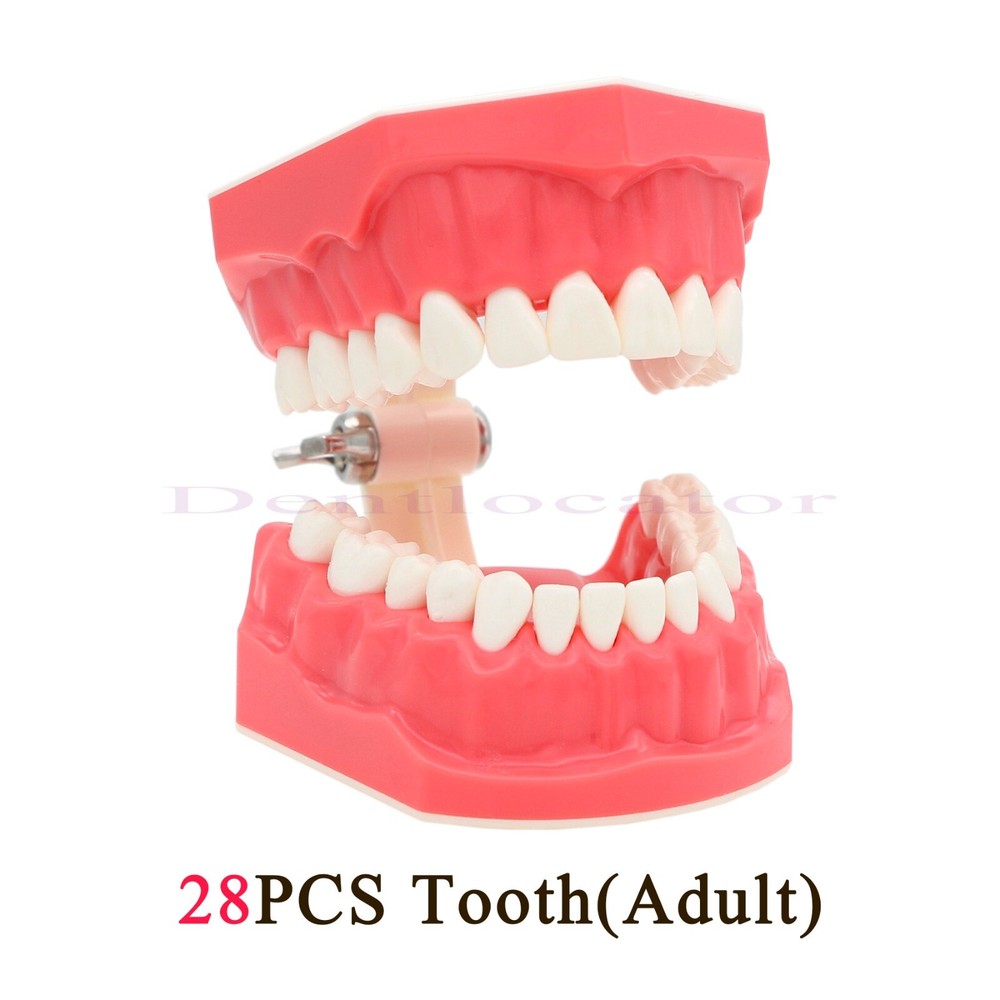 US Dental Typodont Teeth Model 1:1 Brushing Flossing Practice Teaching Model
