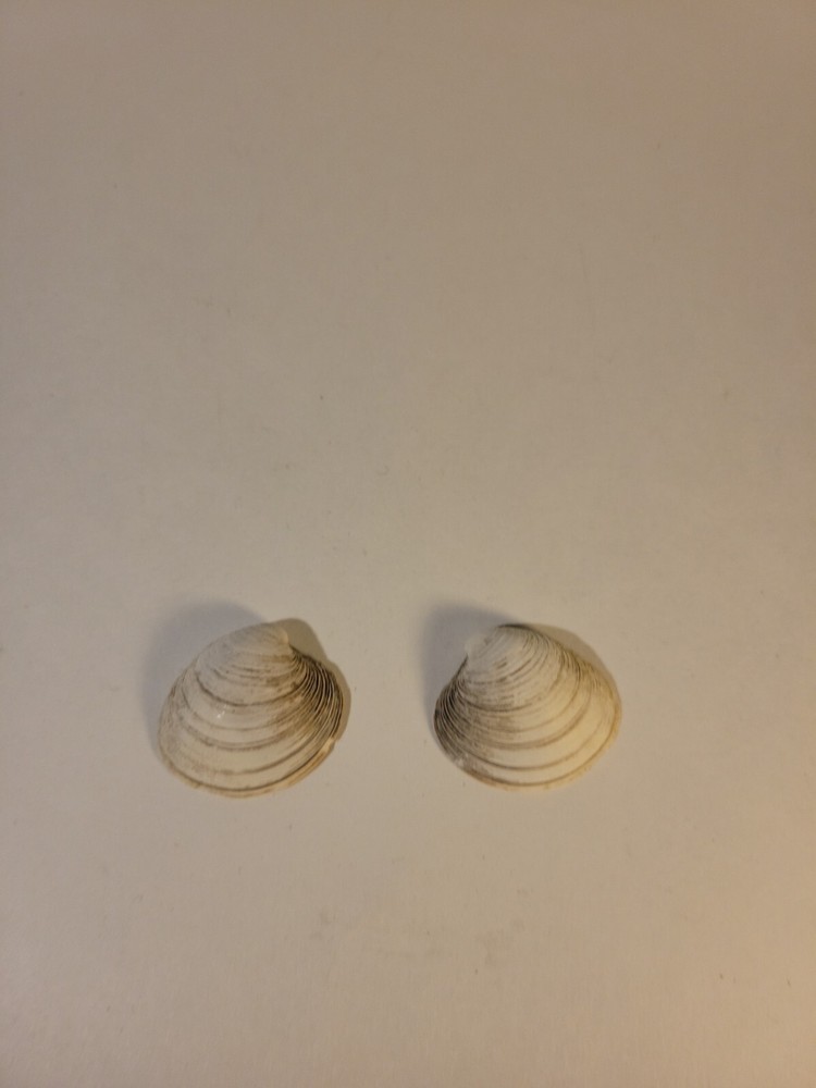 Northern Quahog Specimen