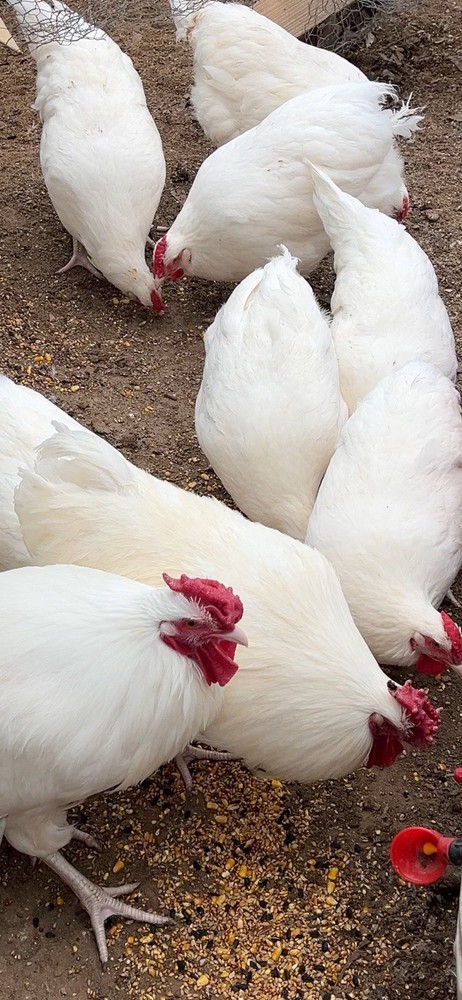 Threatened Rose Comb White Dorking Hatching Eggs