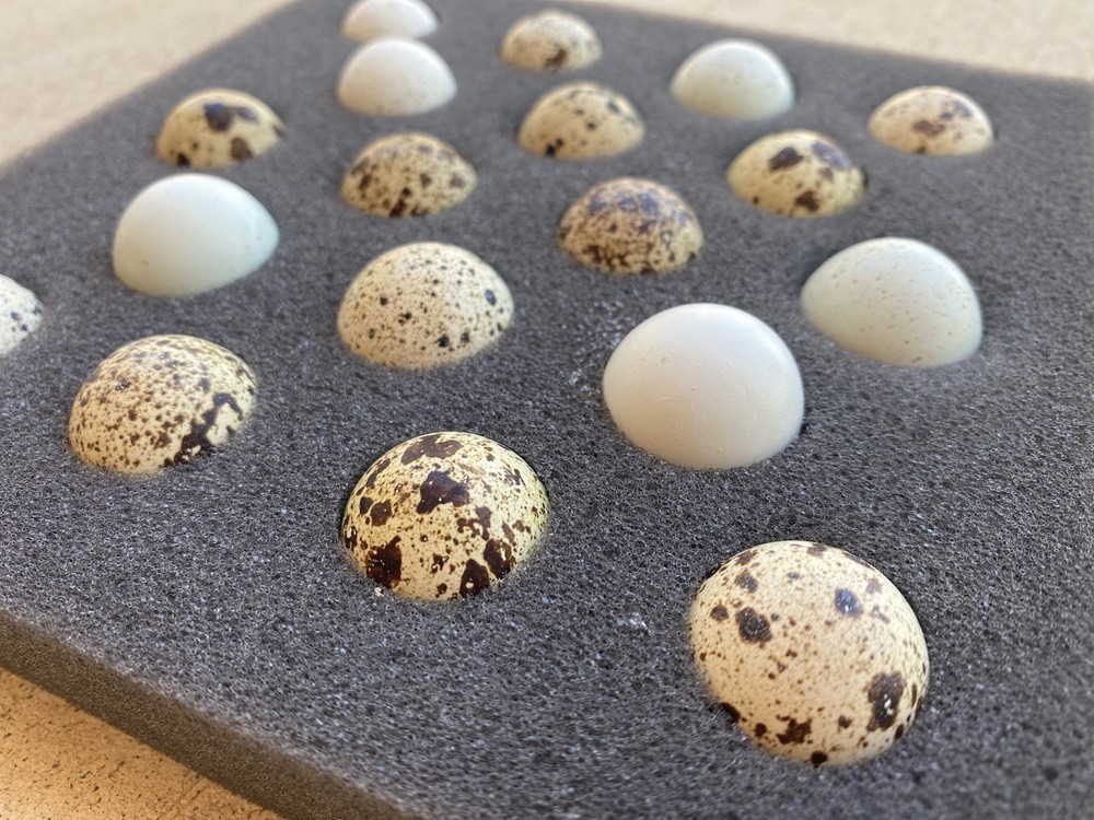 36 Coturnix Quail Hatching Eggs