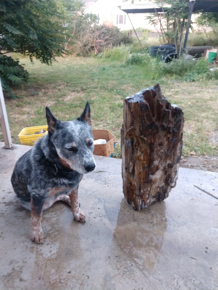 Beautiful 90lb. petrified/opalized/mineralized/agateized wood log