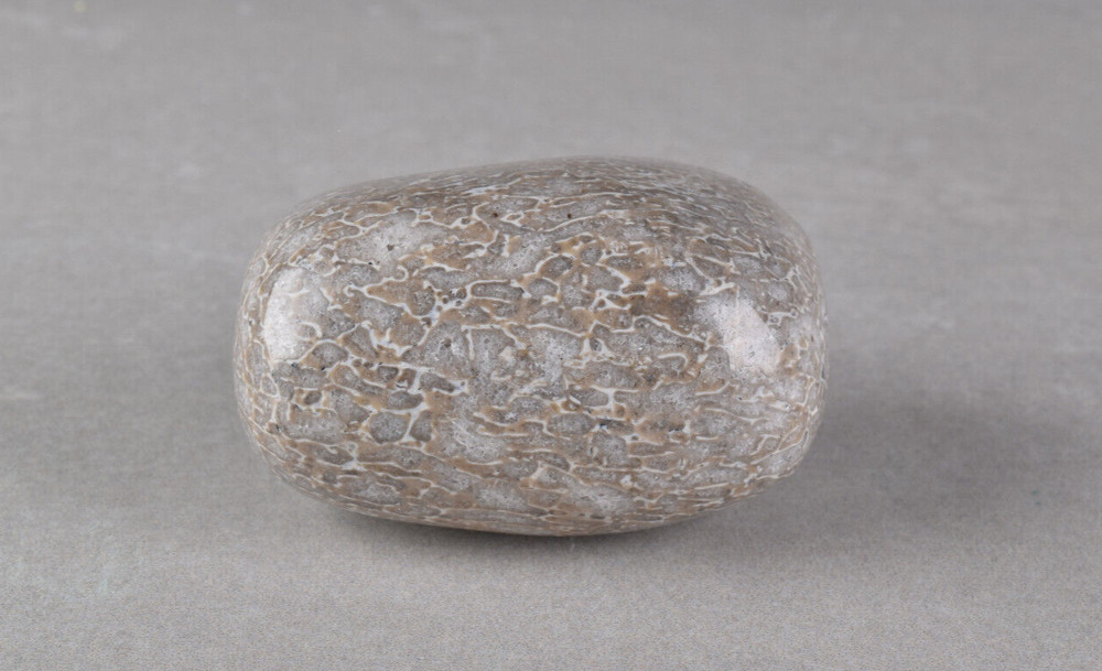 Dinosaur Bone Polished from Morocco  4.2 cm # 19756