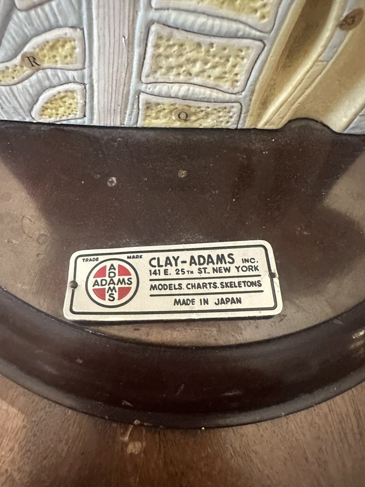 Clay Adams Human Brain Model Display