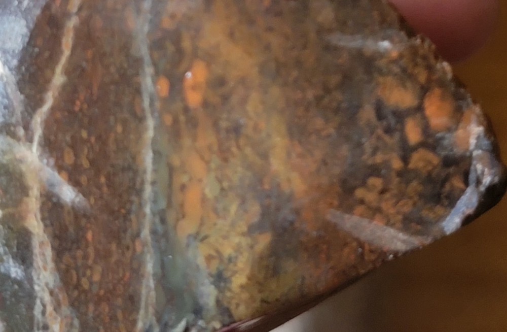 2.78 Lbs Agitized Dino Bone Smalls