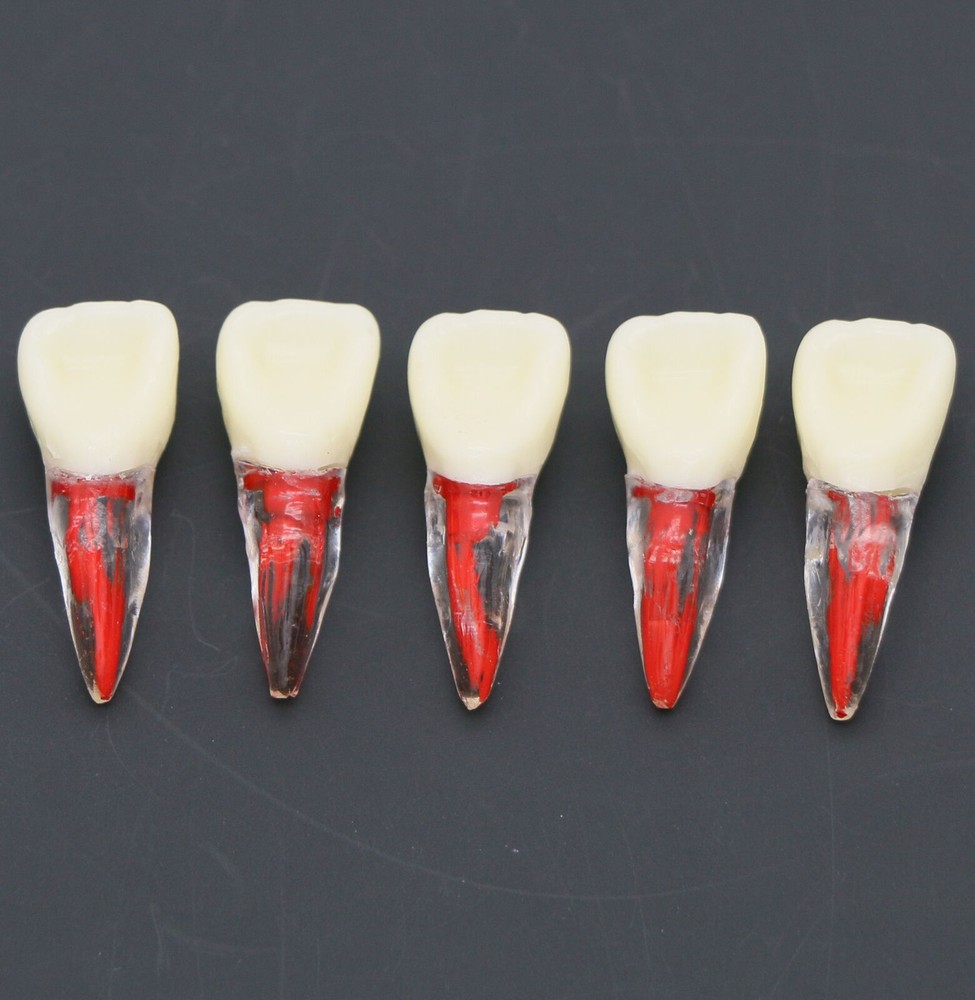 Dental Root Canal Teeth Study Model M8007 Endodontic Rotary Files Practice Block