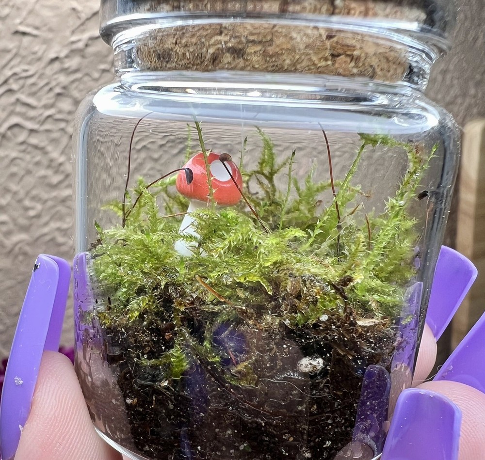 live moss terrarium