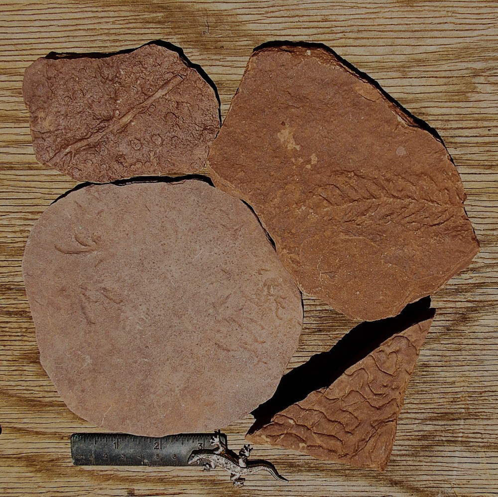 Dromopus lacertoides footprints, frond, algae traces and lateral root.