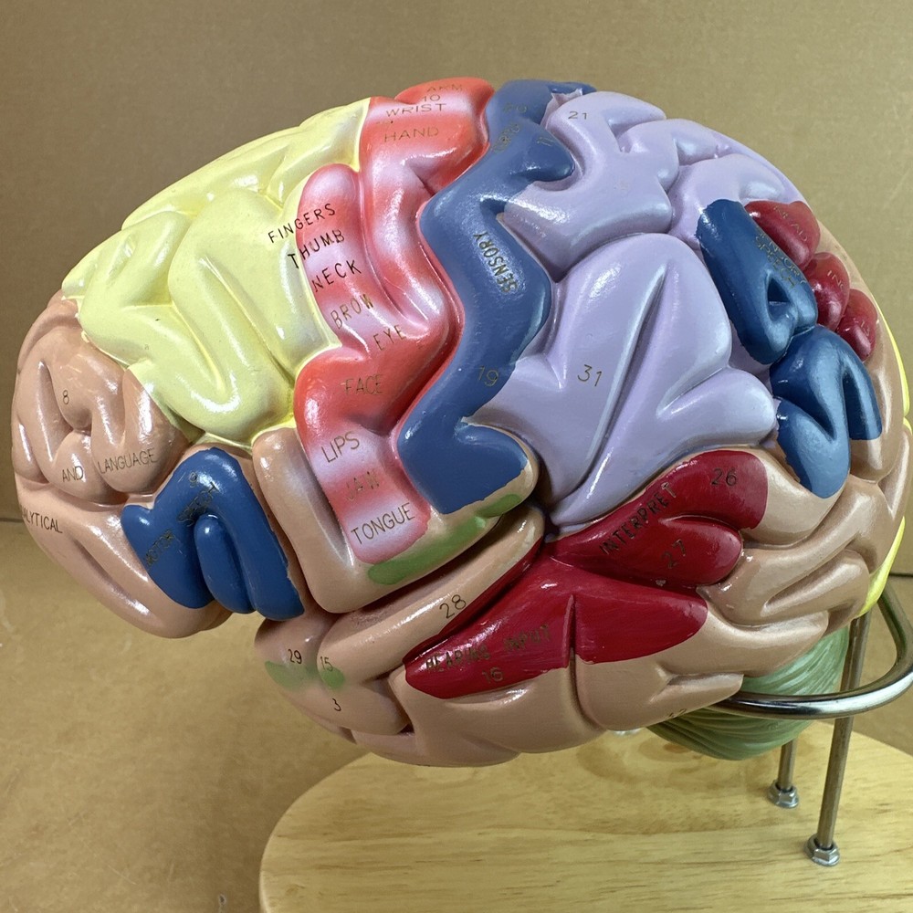Human Brain Model with Laser-Engraved Numbers and Labeling | Includes Case/Stand