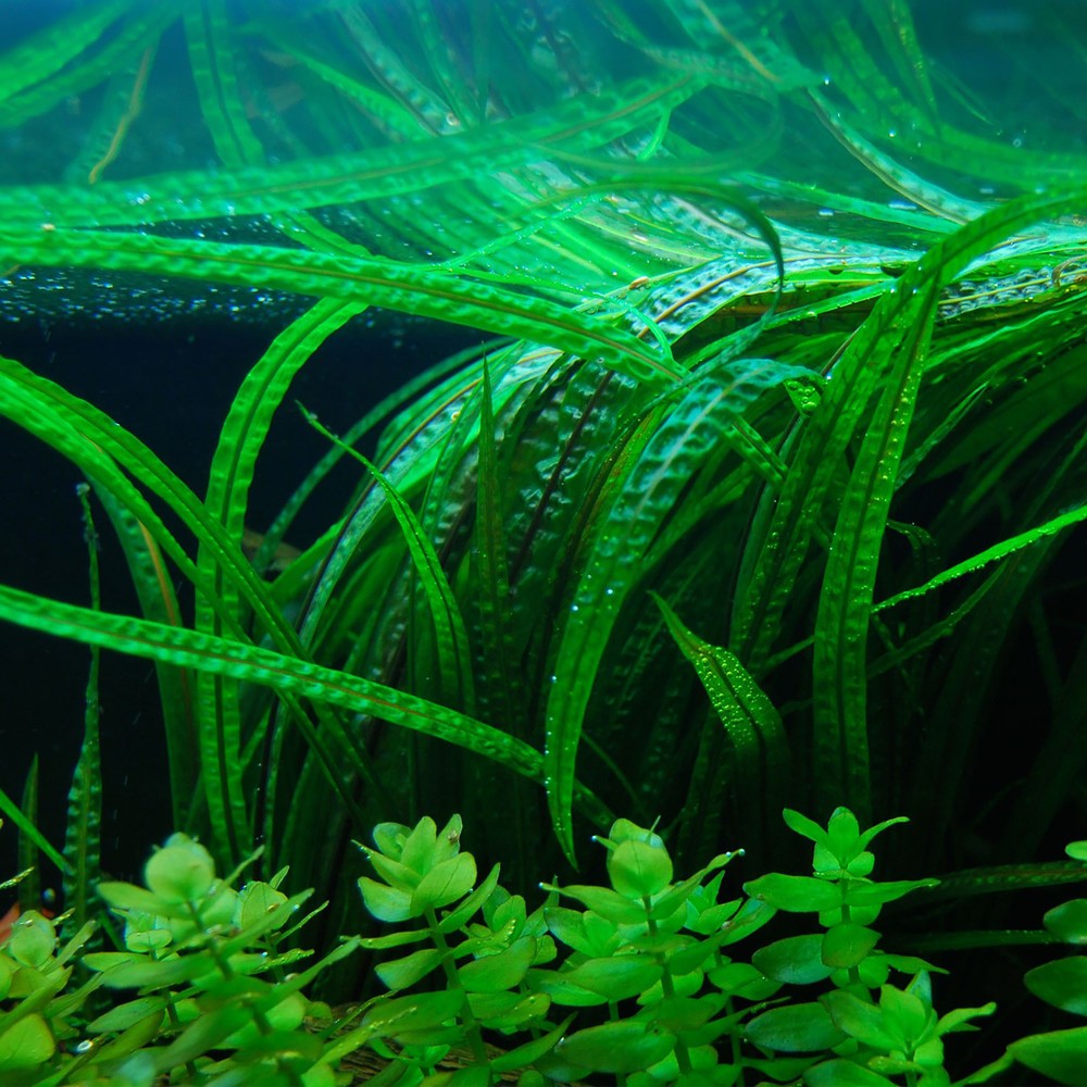 Cryptocoryne Crypt Balansae