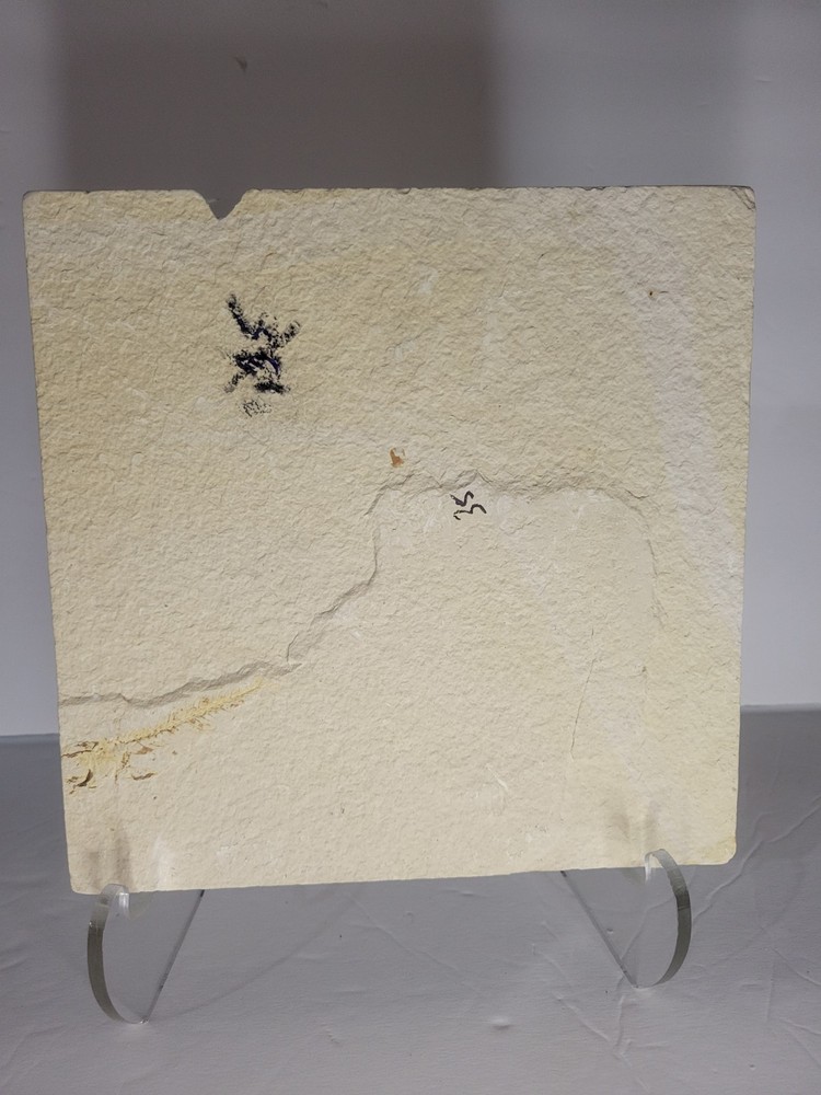 FOSSIL FISH MULTIPLE PLATE (A4)
