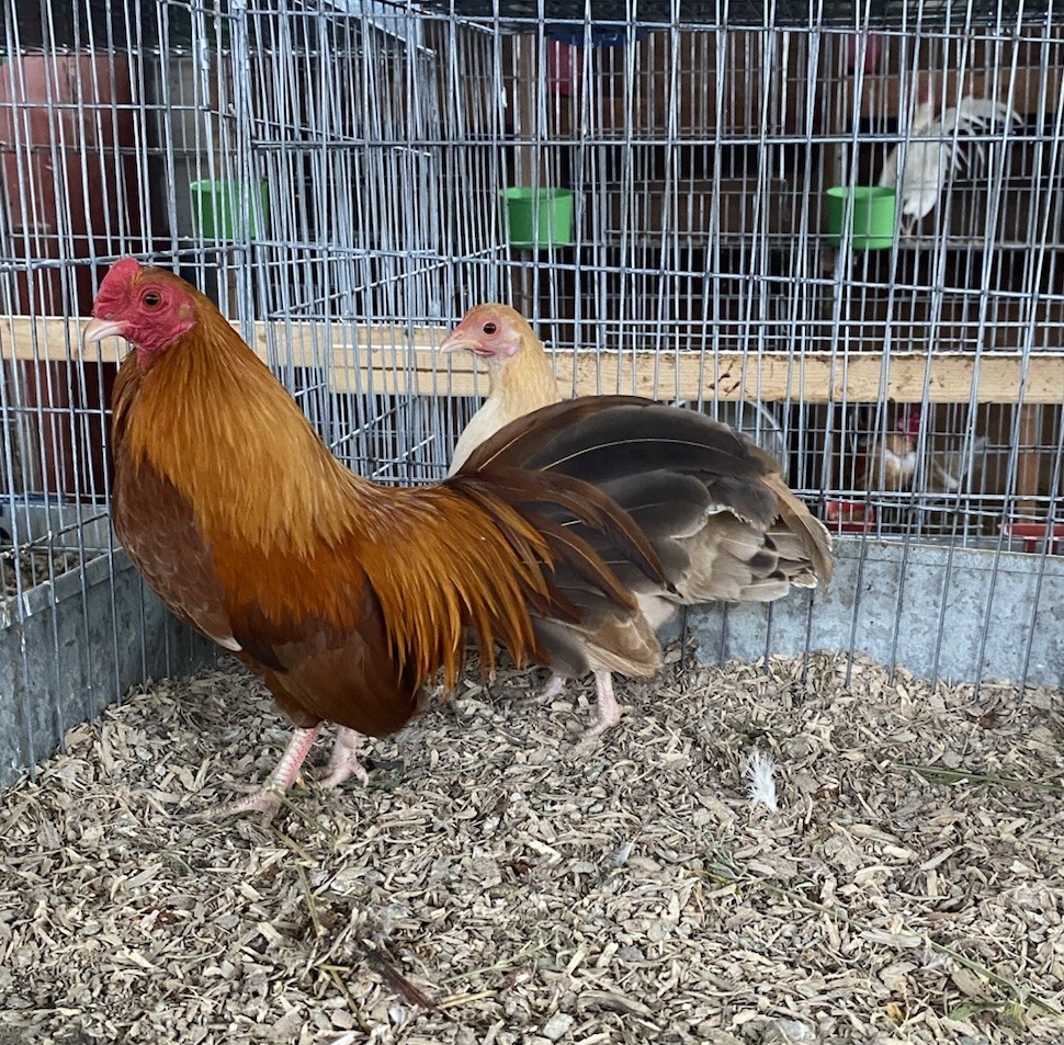 Pumpkin Old English Bantam Pair(Read Description)