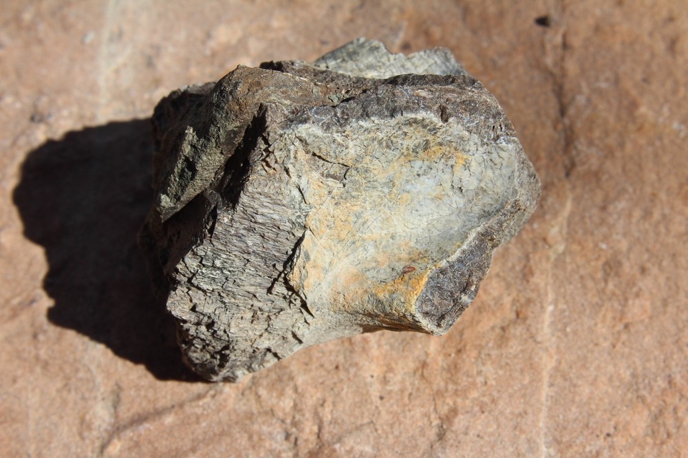 Dinosaur Bone, Lab Grade, Medium Bones, 2.5" to 3.25"