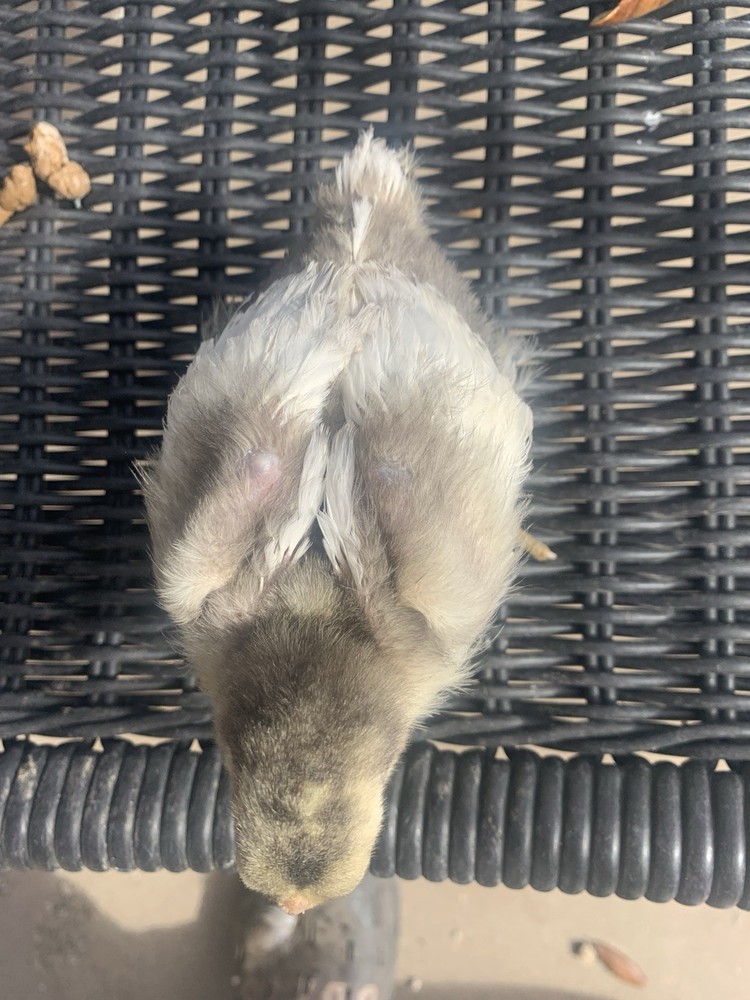 6 Largefowl White Cornish Hatching Eggs