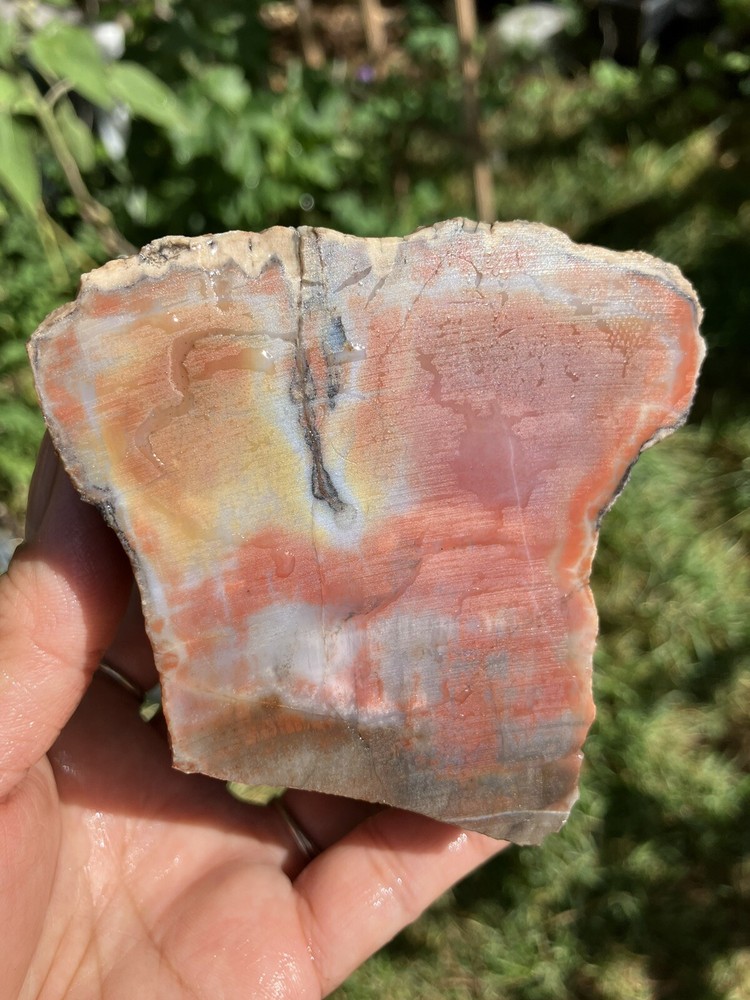 Arizona Petrified Wood