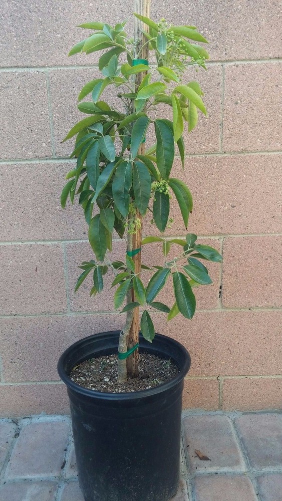 Suebelle Sapote Tropical Fruit Trees