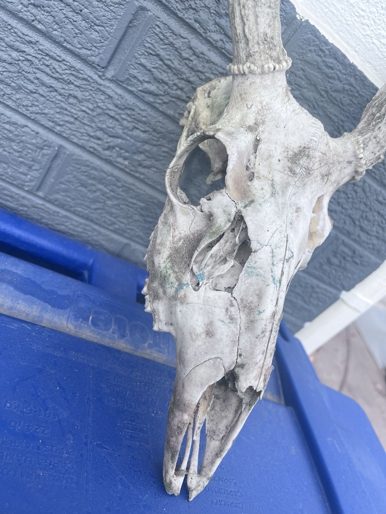 10 Point Buck Mule Deer Skull
