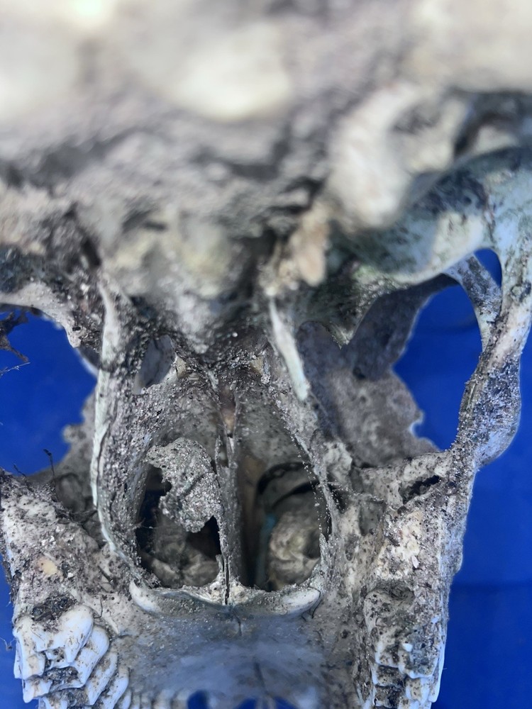10 Point Buck Mule Deer Skull