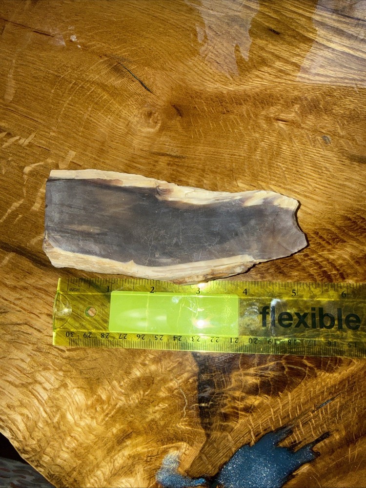 Petrified Wood Lapidary Slab