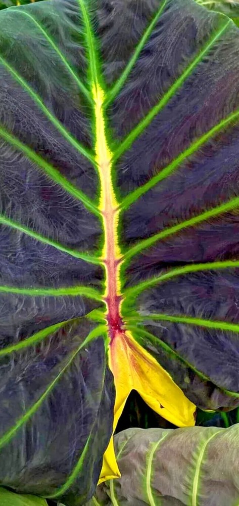 GLOWING BONES COLOCASIA ELEPHANT EAR
