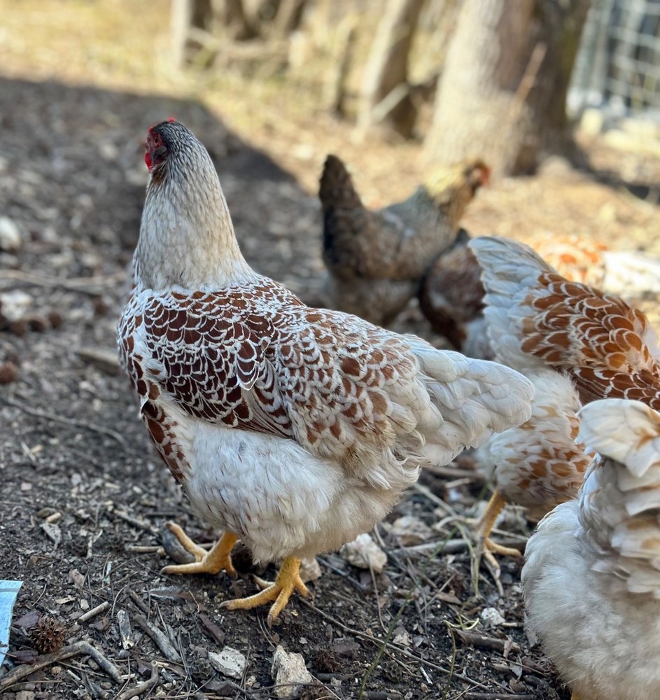 6-12 Blue Laced Red & Splash Wyandotte hatching eggs