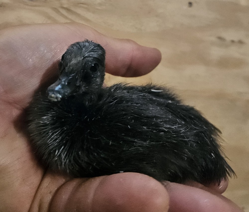 6 Cayuga Duck Hatching Eggs