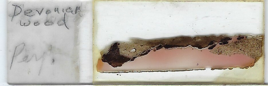 Devonian (Petrified) Wood Petrographic Microscope Slide