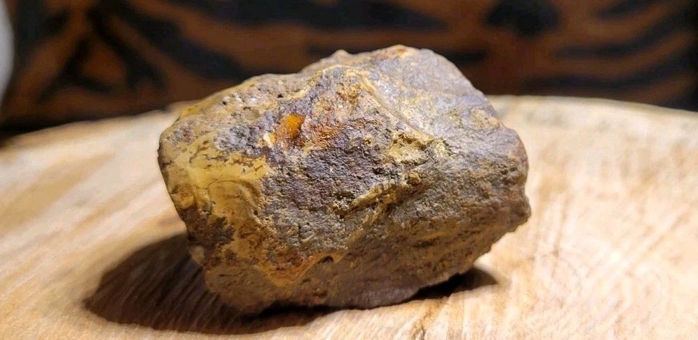 Petrified Wood Permineralized