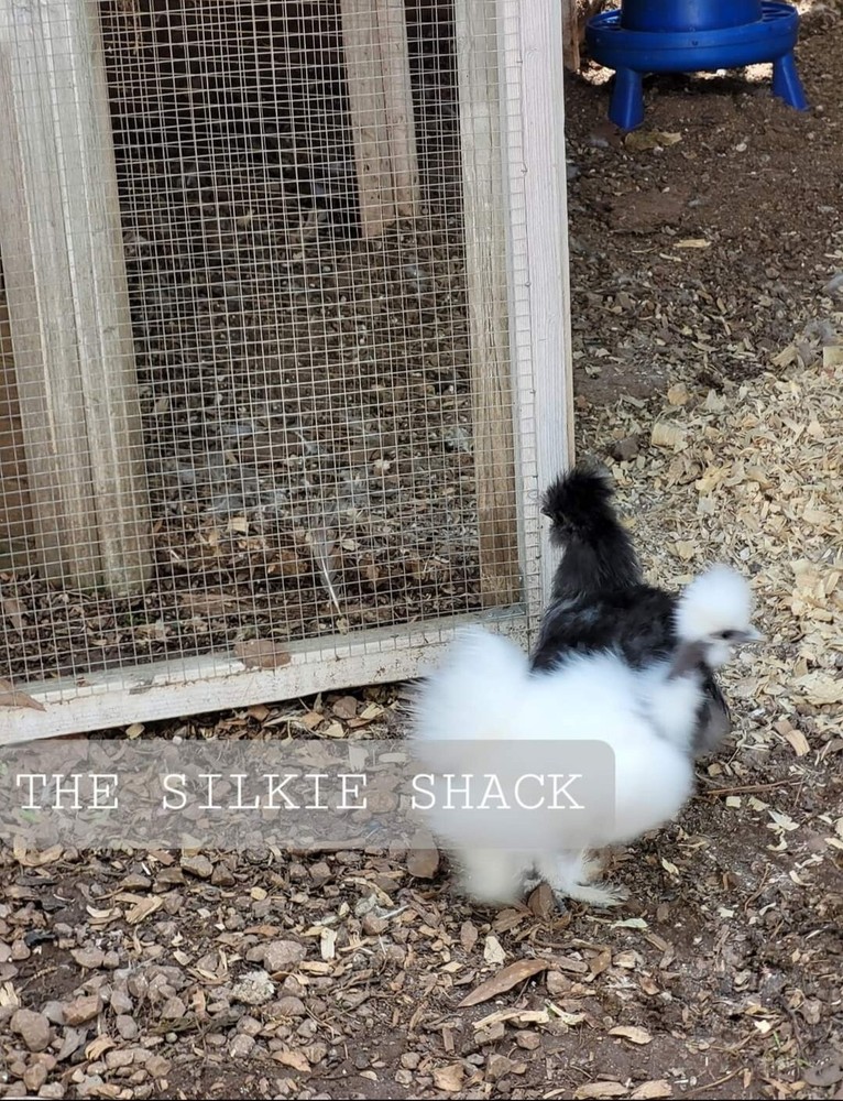 Silkie Chicken Hatching Eggs NPIP Certified