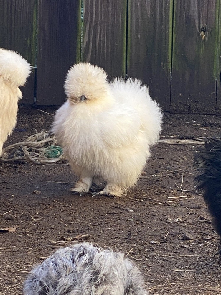 6 Bearded/Crested Show Quality Silkie chicken hatching eggs
