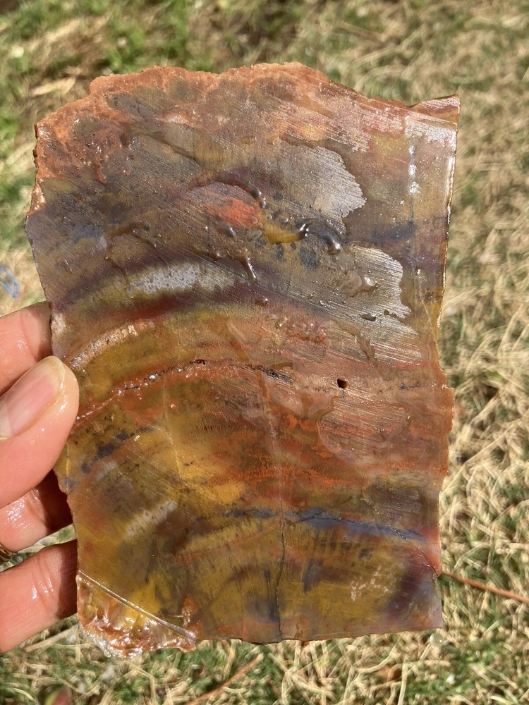 Arizona Petrified Wood Slab