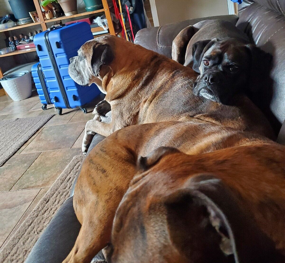 Zmodo Video Power Cable W-VP1008 25'