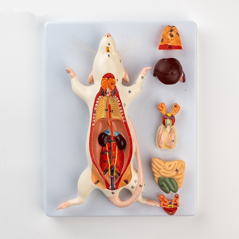 6-parts Plastic MOUSE Anatomical Model/Animal Anatomy model
