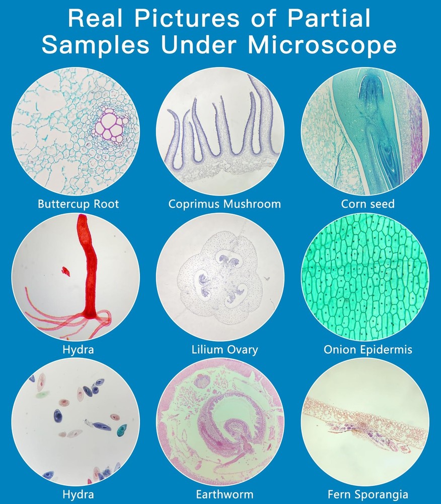 Microscope Slides with Specimens for , 60 Lab-Prepared Microscope Slides, Ani...