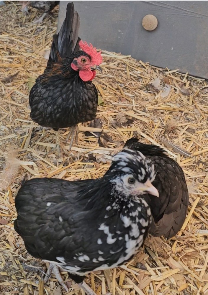Kikiriki Hatching Eggs Pack of 6