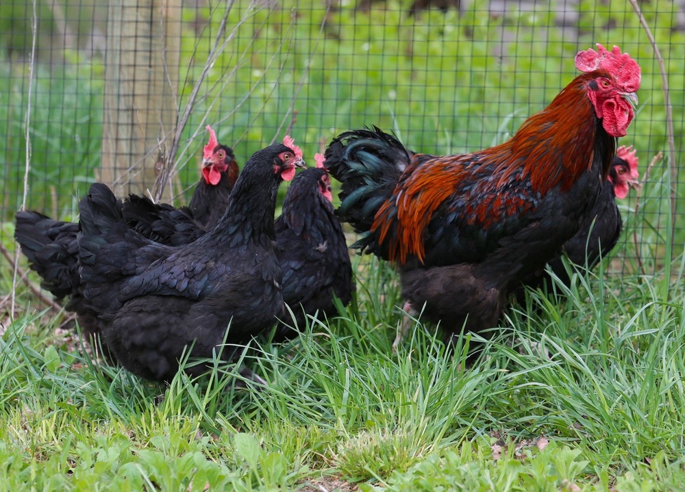 10++ NPIP Black Copper Maran Hatching Eggs - Read Description