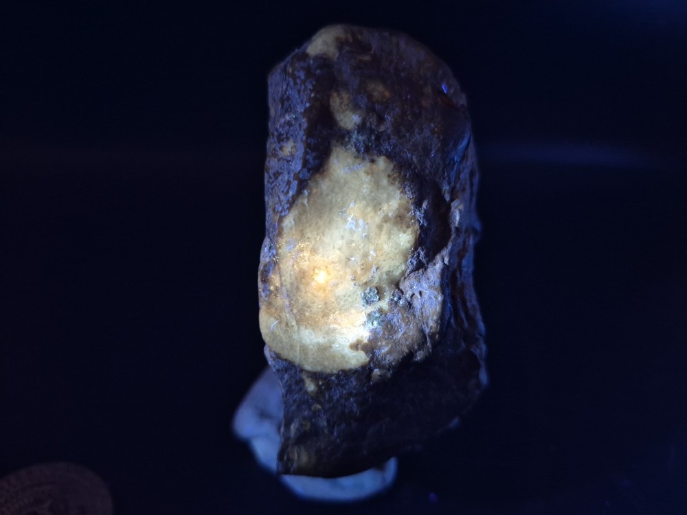 Egg Fossil Reptile 🦎 Permineralized