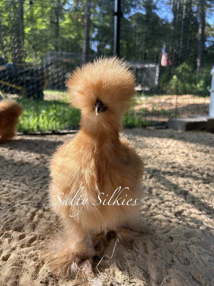Silkie Chicken Hatching Eggs 6+