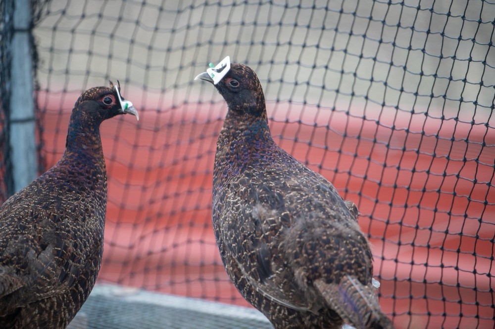 12+ Melanistic Mutant Pheasant Hatching Eggs
