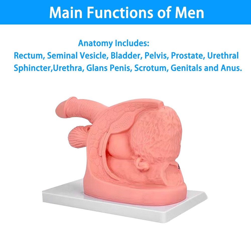 1PCS Male Urethral Catheterization Training Simulator Model, Simplified Urinary
